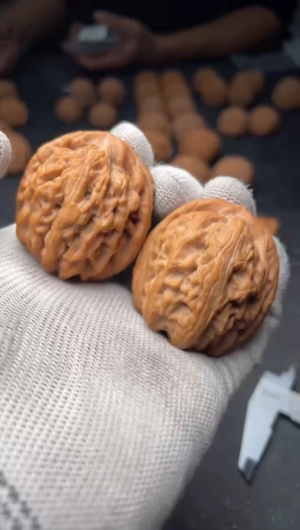 核桃a263    红锦鲤 40尺