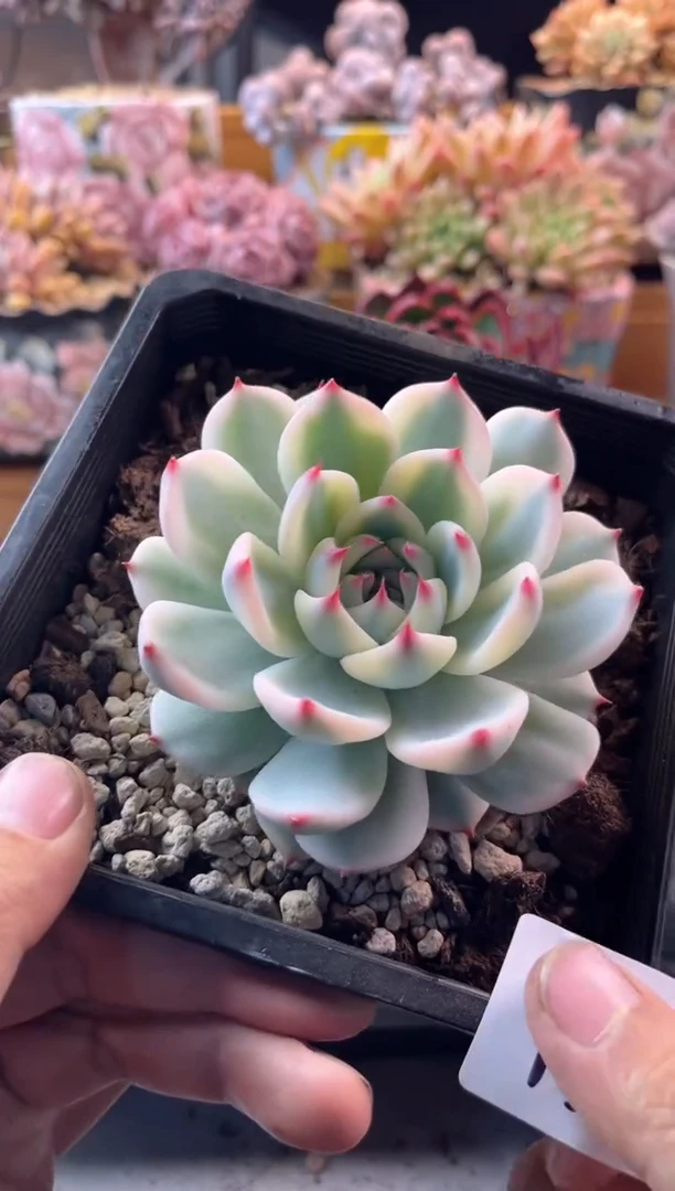 11.5-15吉娃娃锦1111111111111