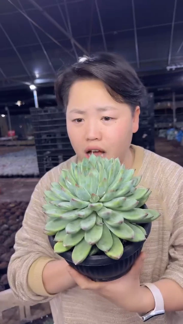 超大单头星际迷航8.88