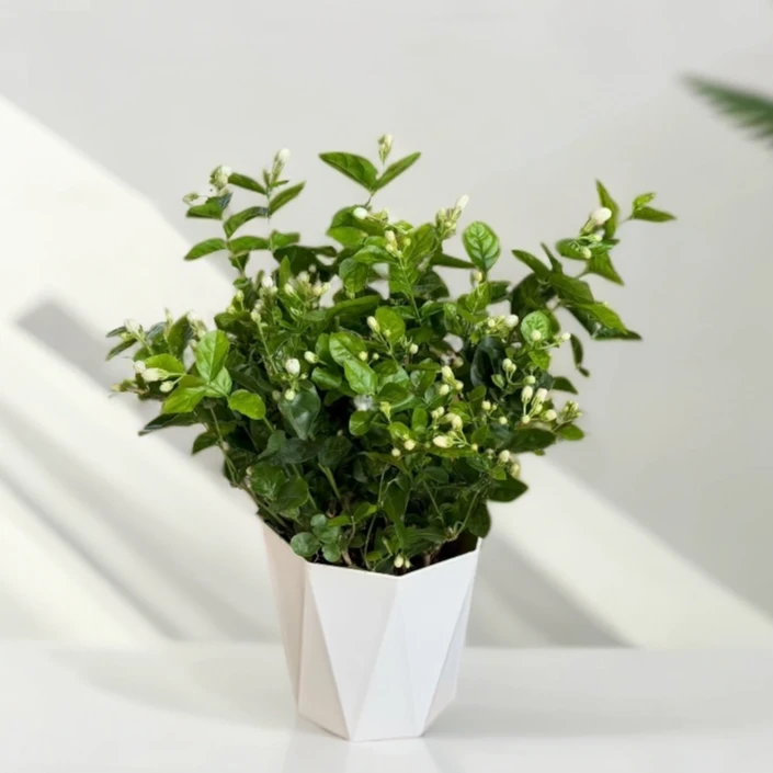 横州重瓣香水茉莉花盆栽地栽阳台绿植花卉开花香好养活