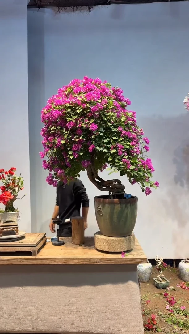 以实际为准三角梅76