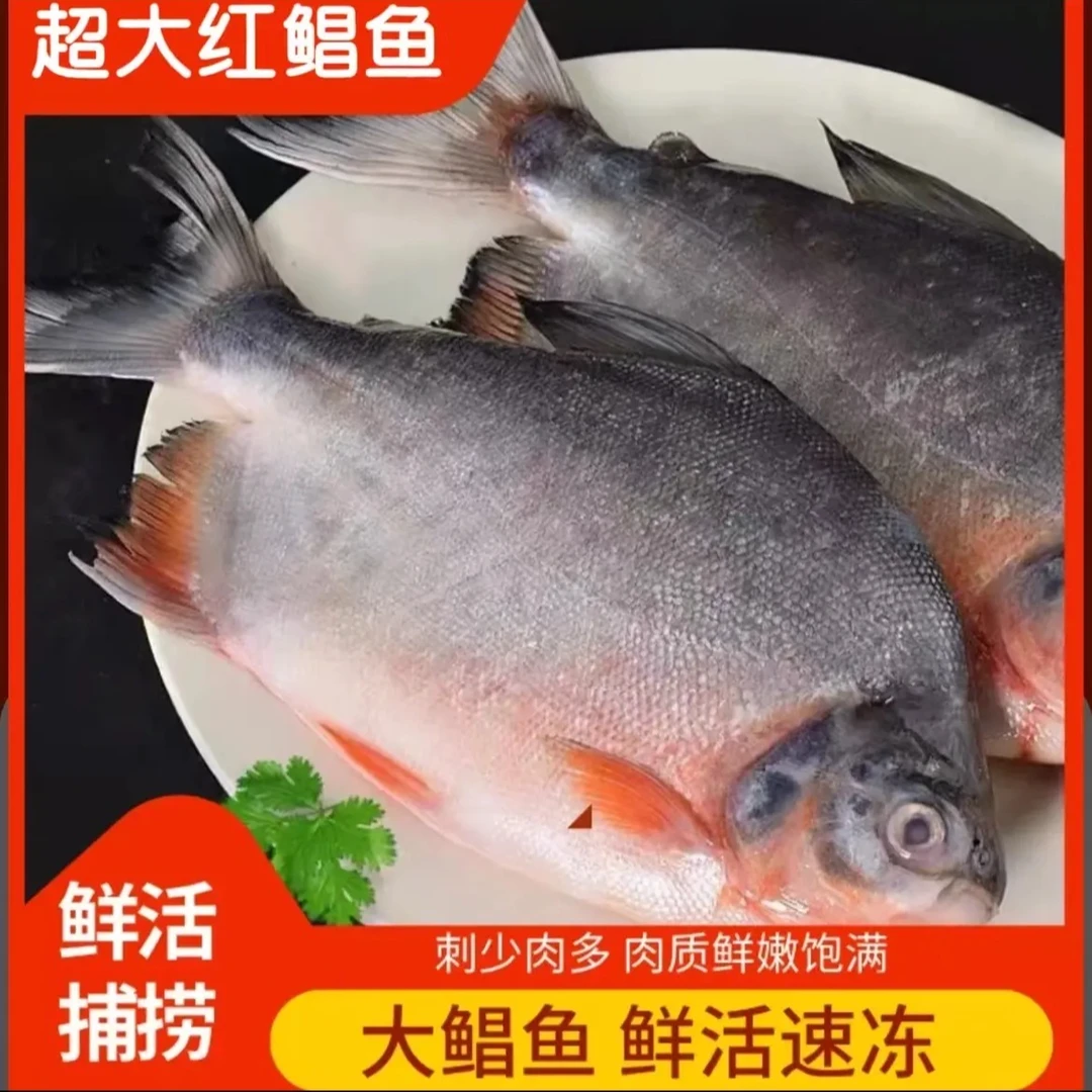 鲜活速冻大鲳鱼 红鲳鱼肉厚刺少营养鲜美450g-650g/条 6.5斤以上