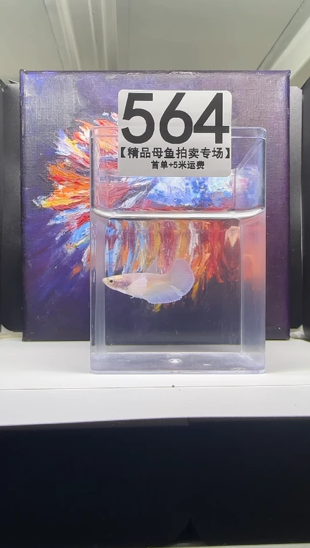 斗鱼母鱼编号：564