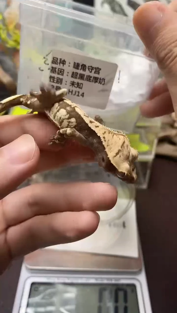 睫角守宫鳞与尾 Scale Tail 爬宠HJ14