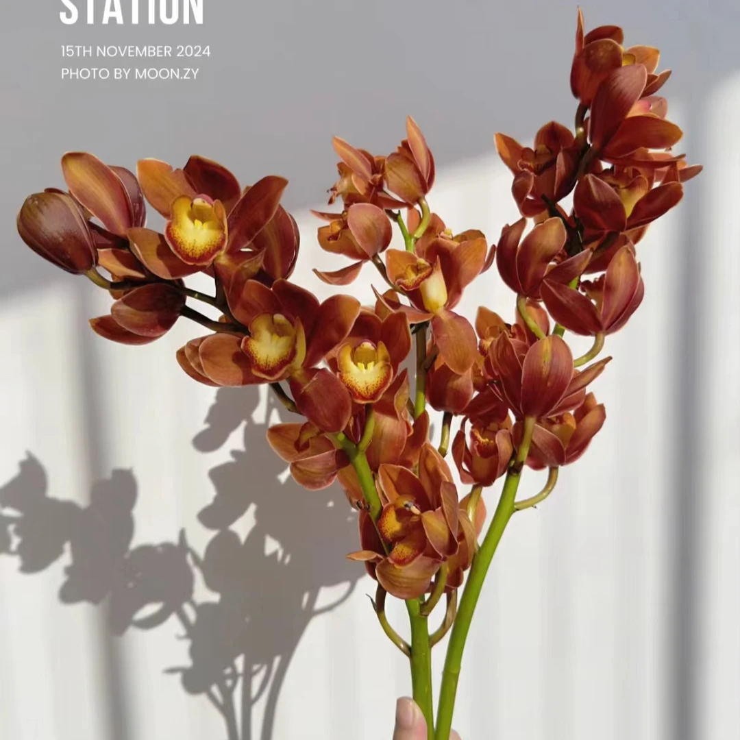 【一品花集】年宵花【卡布奇诺大花蕙兰】 一单包邮