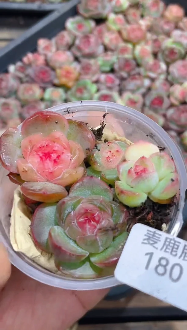 180霸道珍妮右璇      量拍