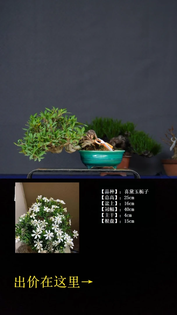 无花朵喜黛玉栀子 不包邮