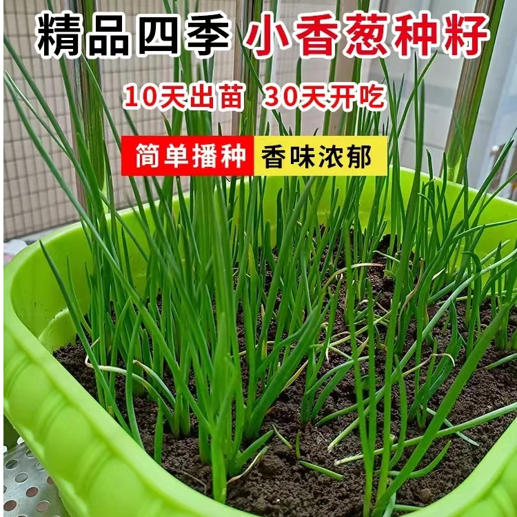 四季小香葱种子盆栽细香葱发芽种籽四季播种易种植耐热优耐寒生长