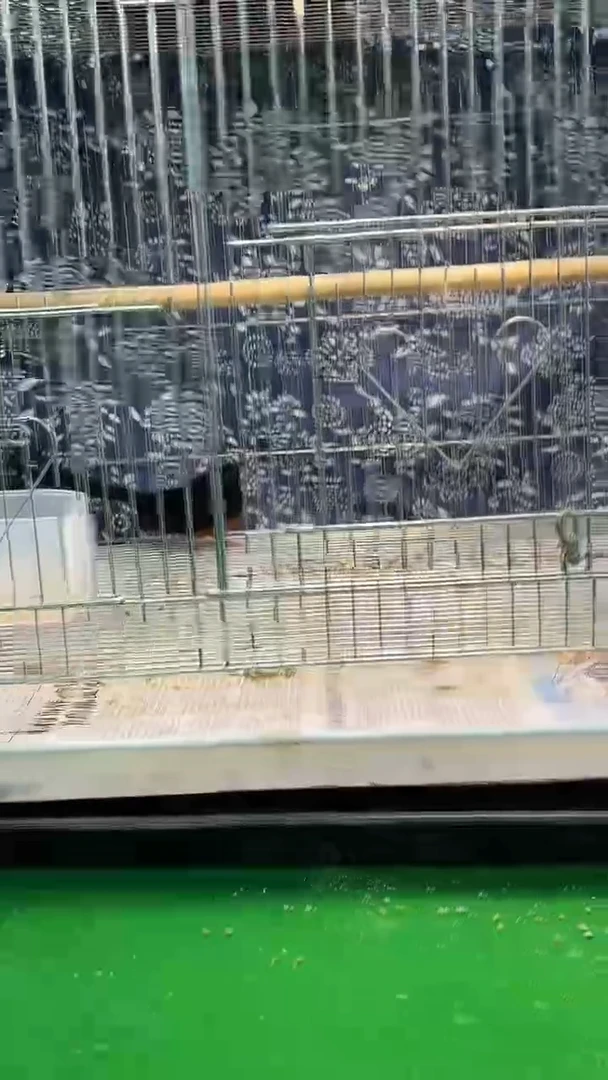 41号老毛长尾养笼0元起拍