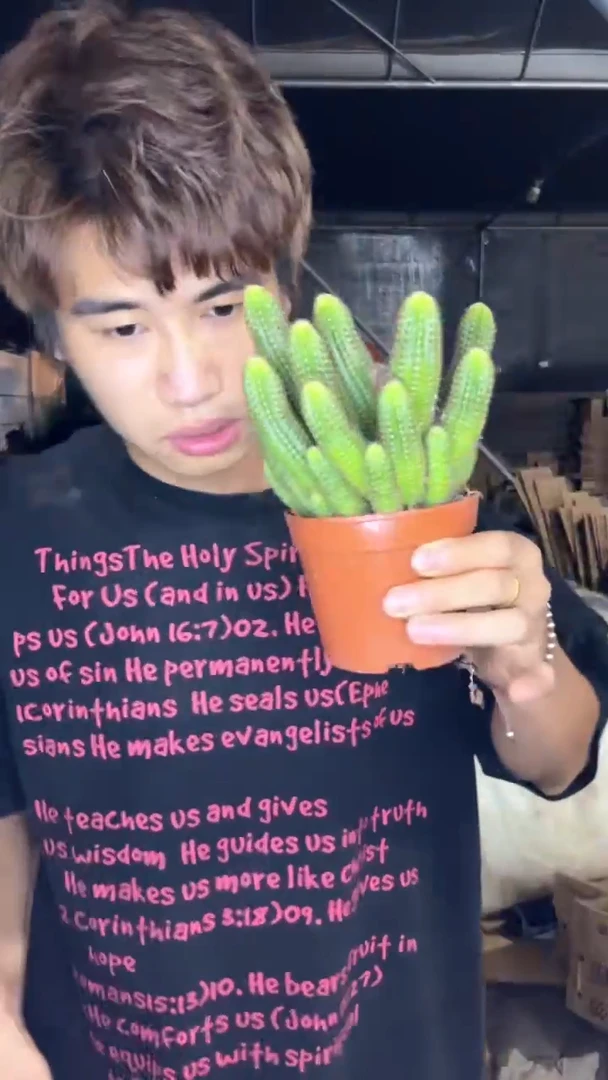 多头 红花白檀【带根】不指定带花苞