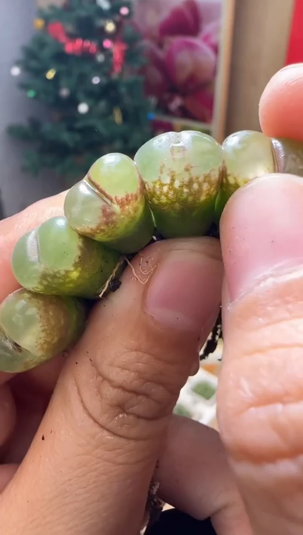 【闪购商品】23-67芭比粉鱼籽一颗