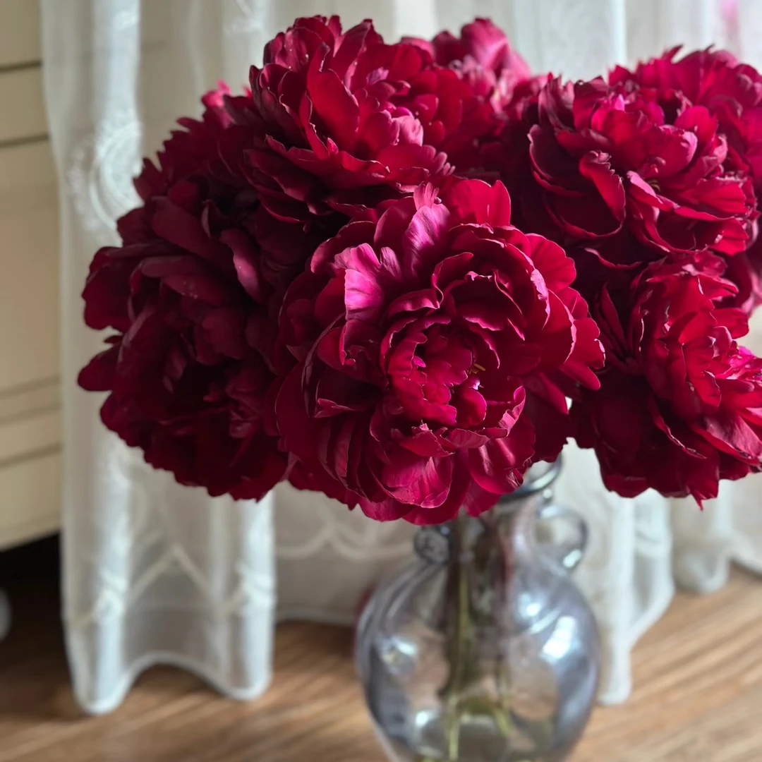 现货头茬【火耀金丹】重瓣芍药鲜花，菏泽基地直发
