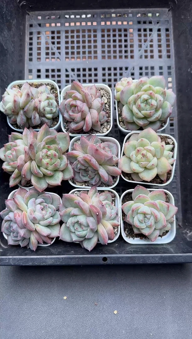 珍妮杂交多肉C353