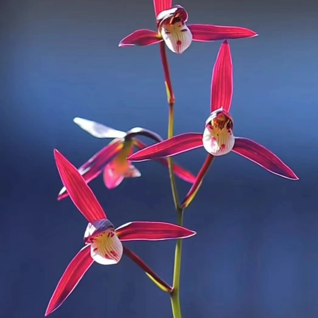 【红如意】细叶寒兰名品红如意国兰兰花寒兰红花