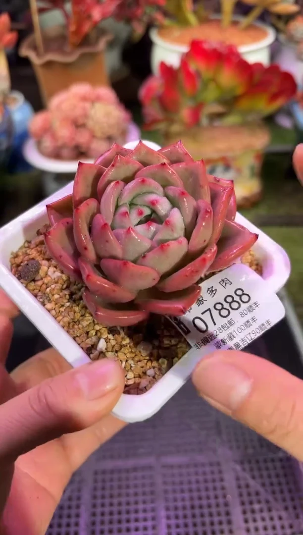 【闪购商品】07888