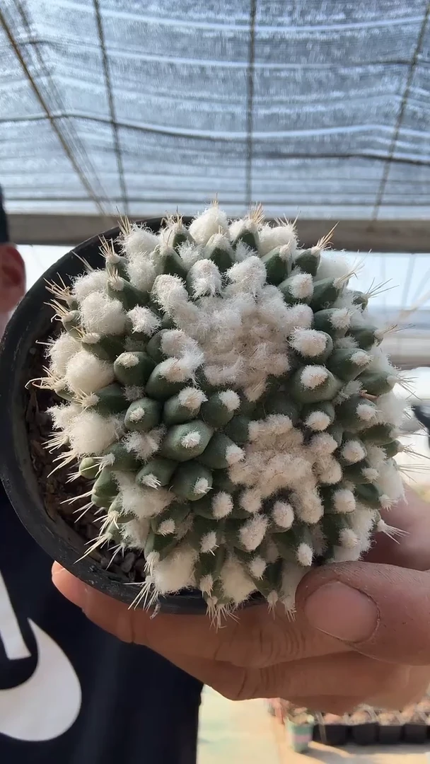 ??实生雪糕缀化39.99