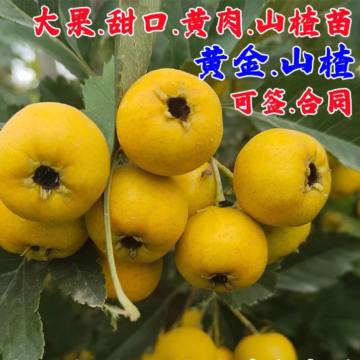 纯甜黄山楂树活苗嫁接甜黄山楂苗盆栽庭院黄金豆果苗南方北方种植