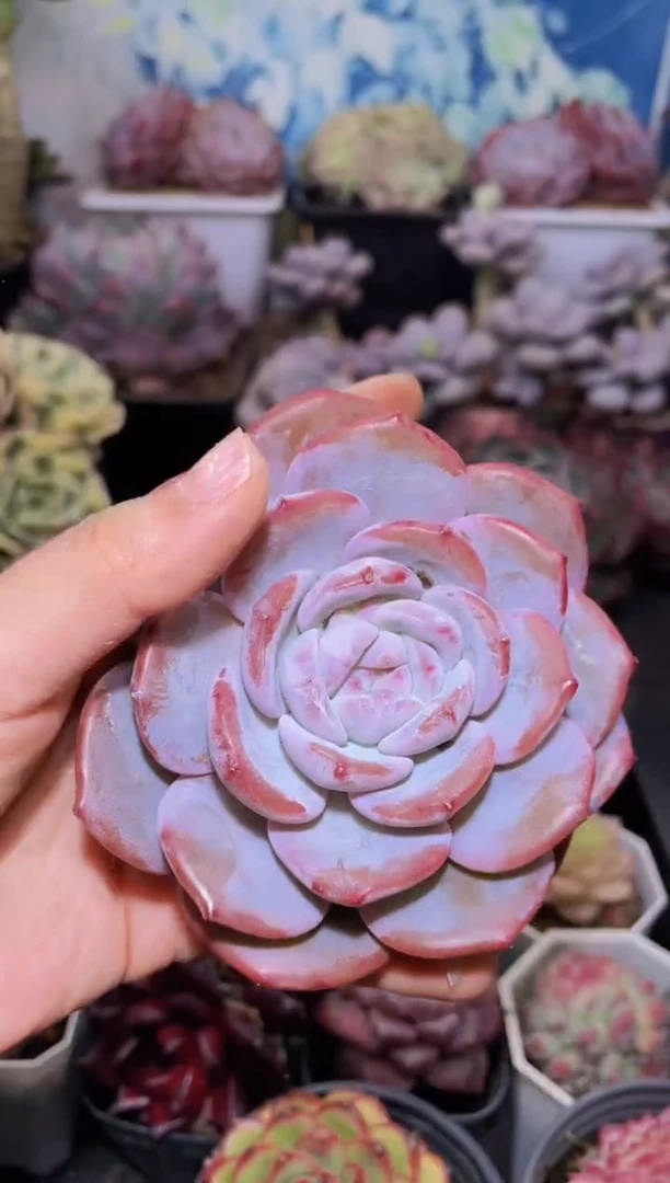 【闪购商品】140奶盖