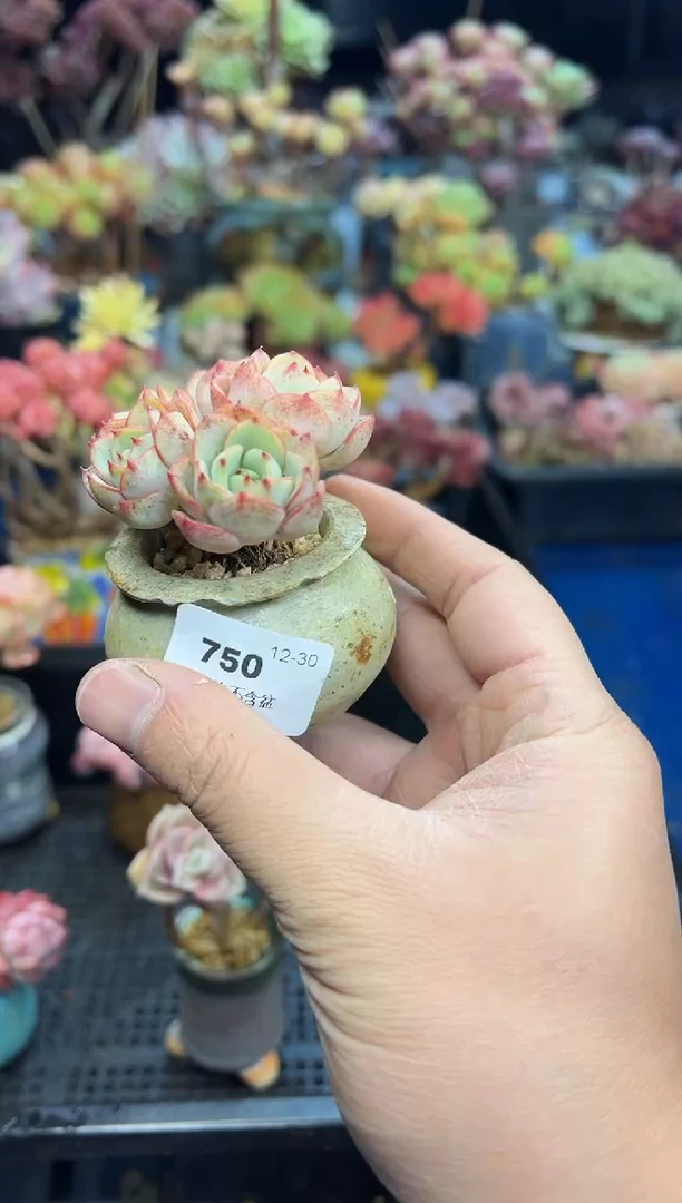 【闪购商品】750不带盆