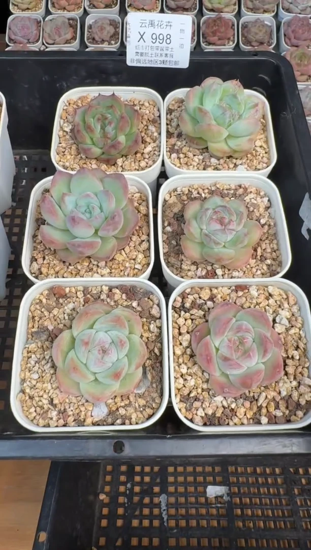 998X 珍妮多肉(6.5cm杯）一物一拍 带盆土发