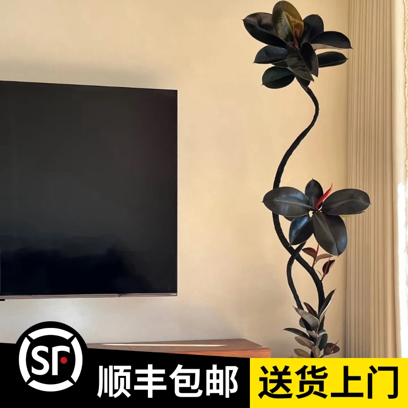 1.6米【大叶黑金刚】顺丰包邮橡皮树客厅大盆栽造型