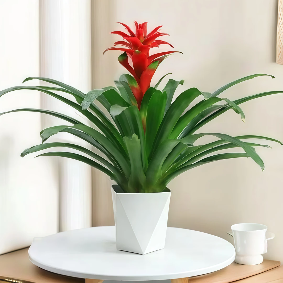 ZY鸿运当头盆栽水培小红星凤梨花带花绿植室内客厅大型办公室绿植