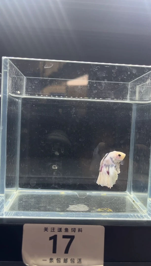 海水鱼斗鱼竟拍连接17