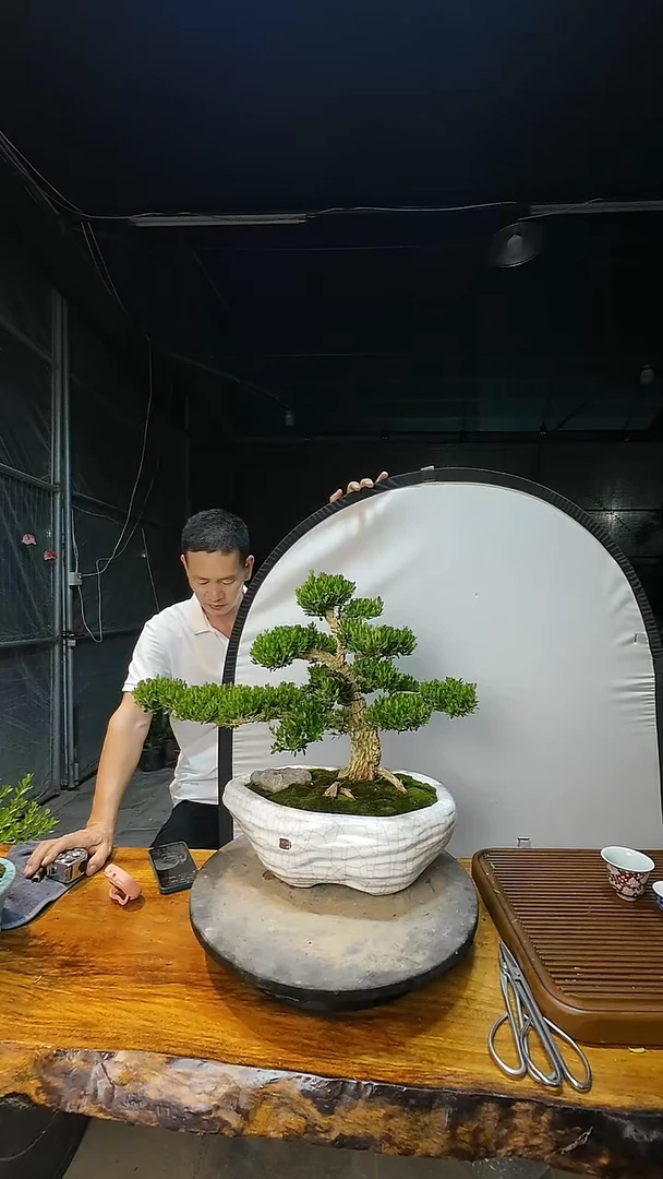 无花朵园****木1111111