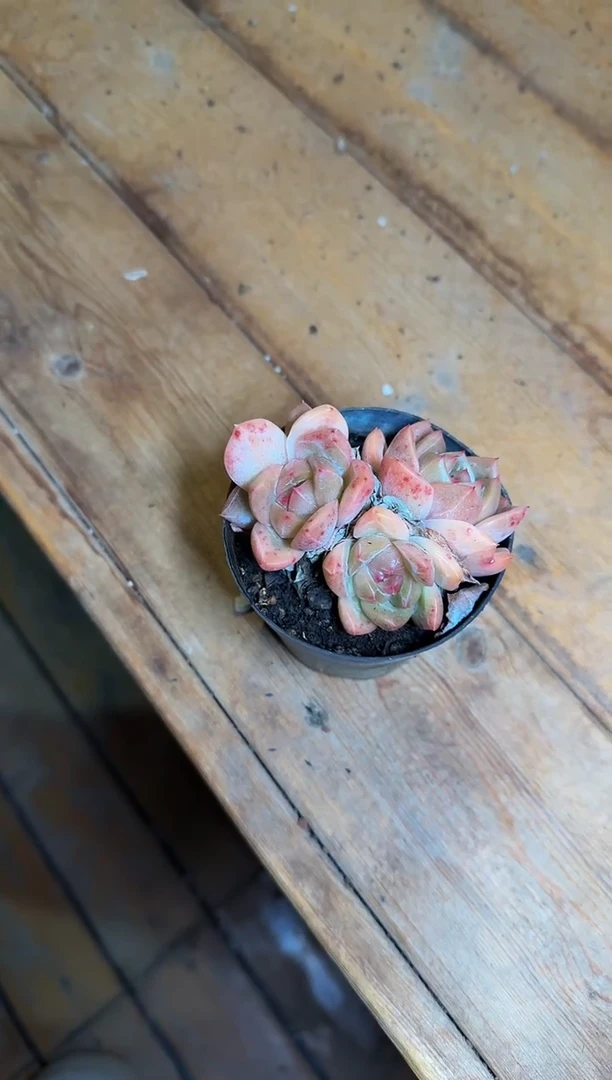 80#B款春风群不包整（6-9cm）带土球