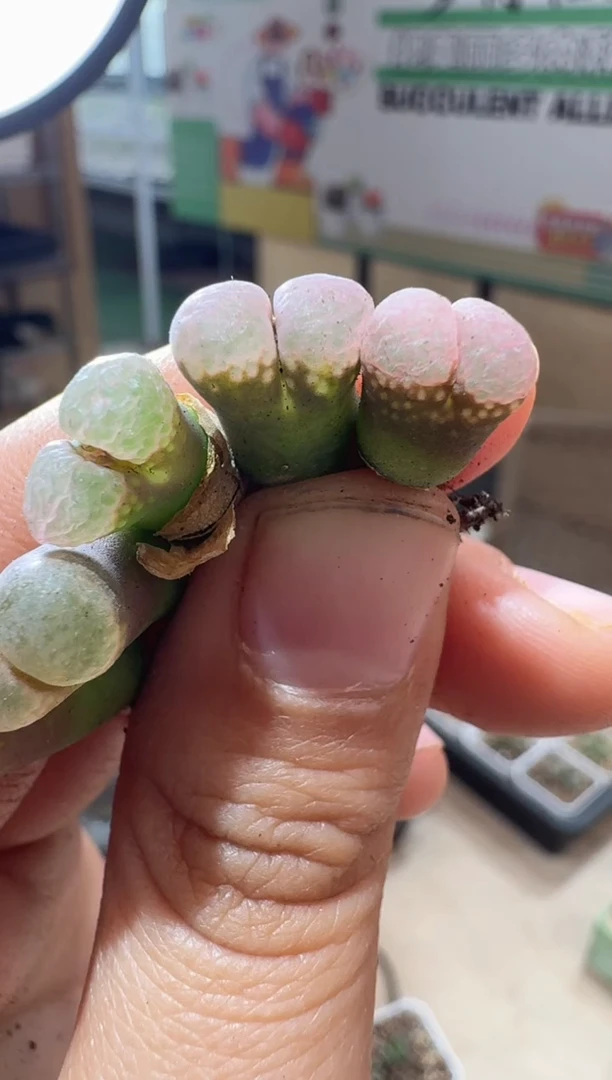 17-312多肉植物肉锥粉泡泡一颗