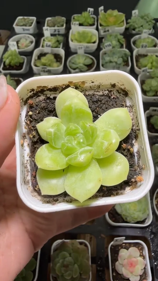 1320  绿荫多肉植物