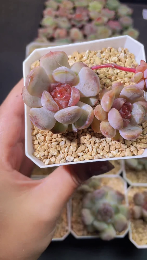 8261红恋随机发一颗量拍