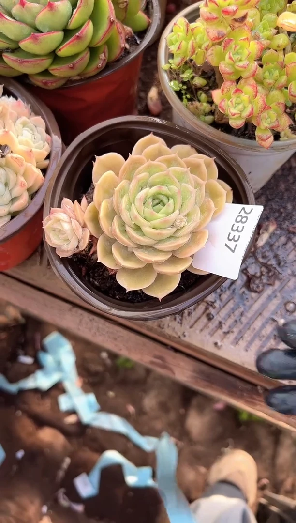 超***看多肉植物一物一拍28337