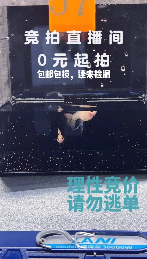 孔雀鱼新品一对编号57