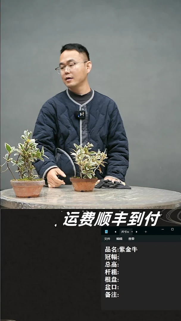【闪购商品】133紫金牛