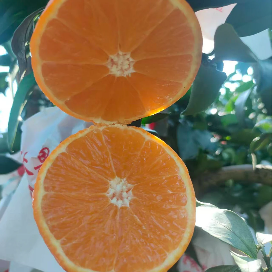 正宗秀山高山红美人现摘现发皮薄多汁产地直发有机种植应季水果