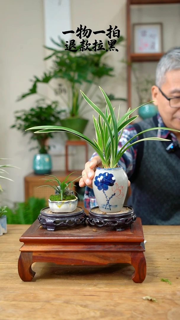 完全开放玉**缘兰花+玉龙草438