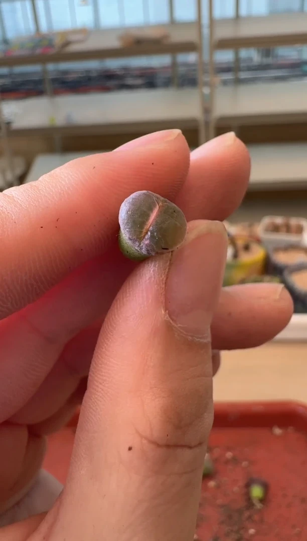13-166多肉植物肉锥