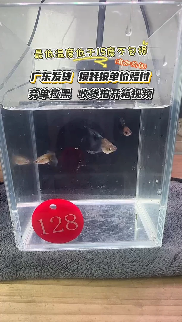 孔雀鱼128 蓝礼服一公两母