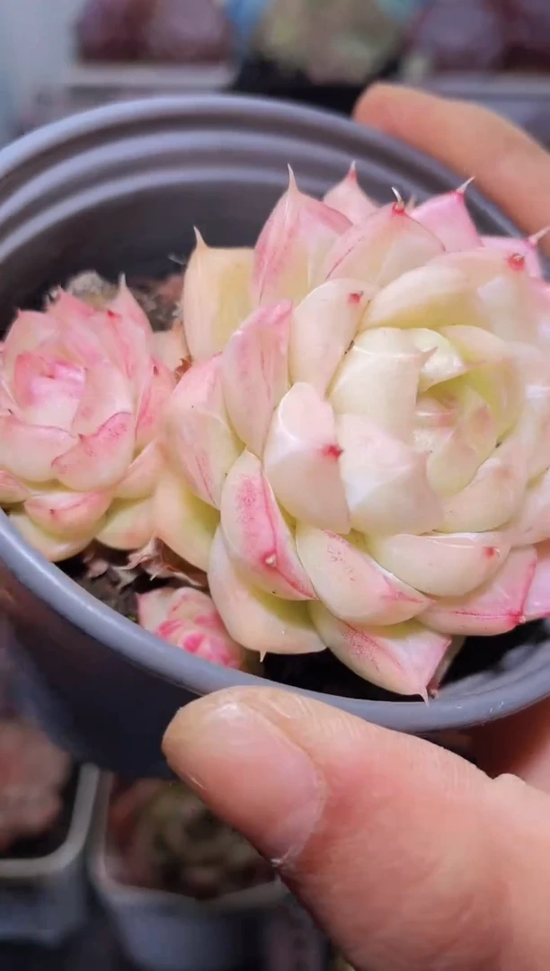 【闪购商品】341草莓晶多肉