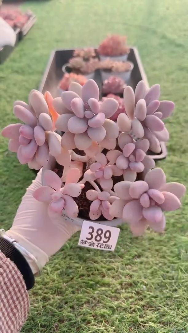 【闪购商品】梦会多肉一物一拍