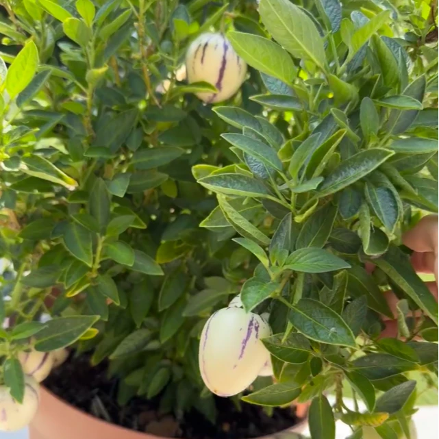 【小参参小盆栽】小盆栽庭院阳台强新手易养护多年生