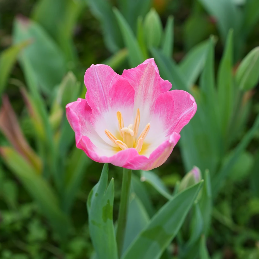 【王安园艺】高品质粉色天使郁金香基地直发高品质鲜切花生活鲜花