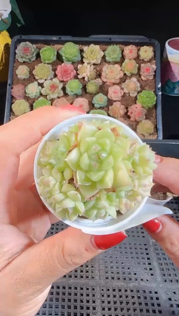 1109-691麦秆群不包整