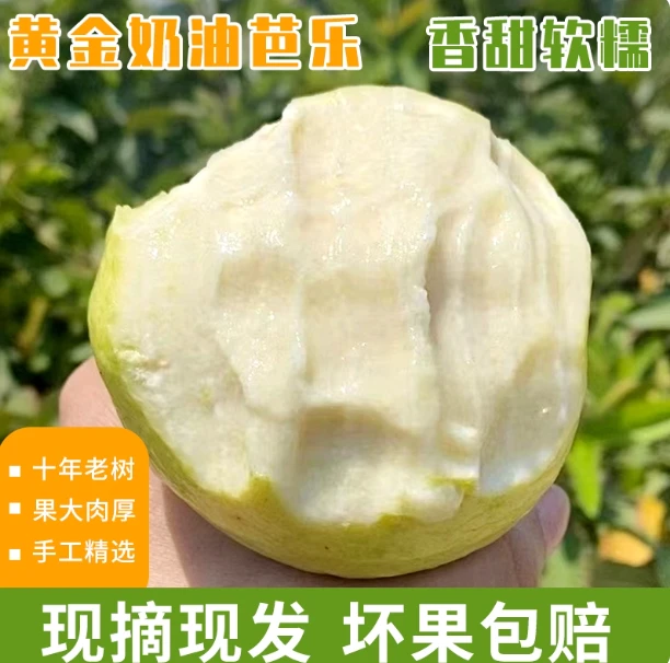 正宗广西白心奶油芭乐冰激凌芭乐果园新鲜采摘直发