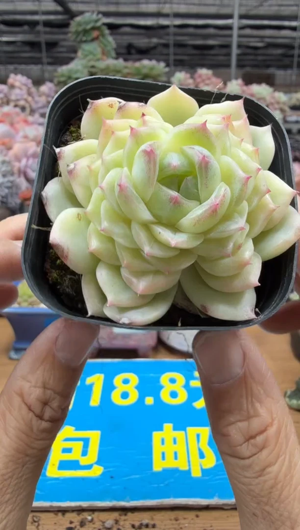 东云多肉园二店-485