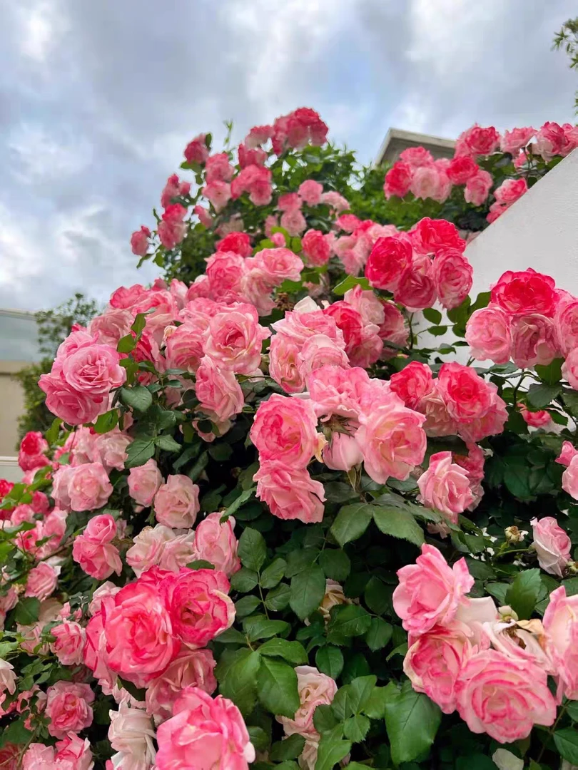 樱霞爆花多头爬藤月季多季开花阳台庭院盆栽地栽围墙拱门花墙花卉