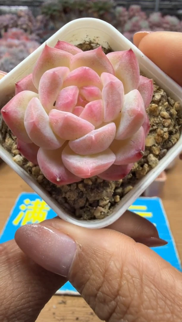 东云多肉园二店-136