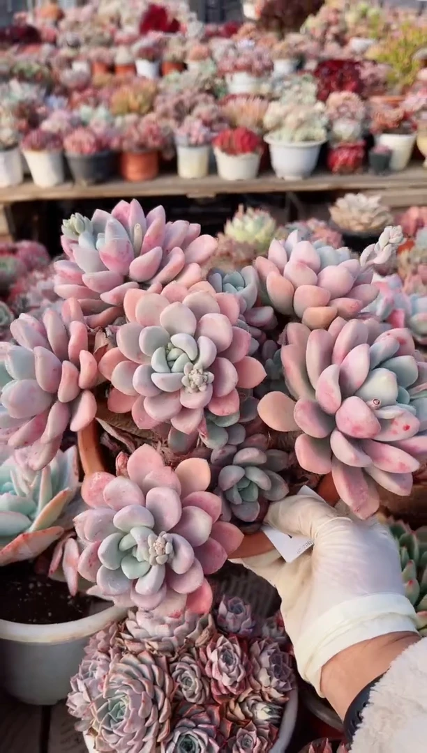 【闪购商品】20121