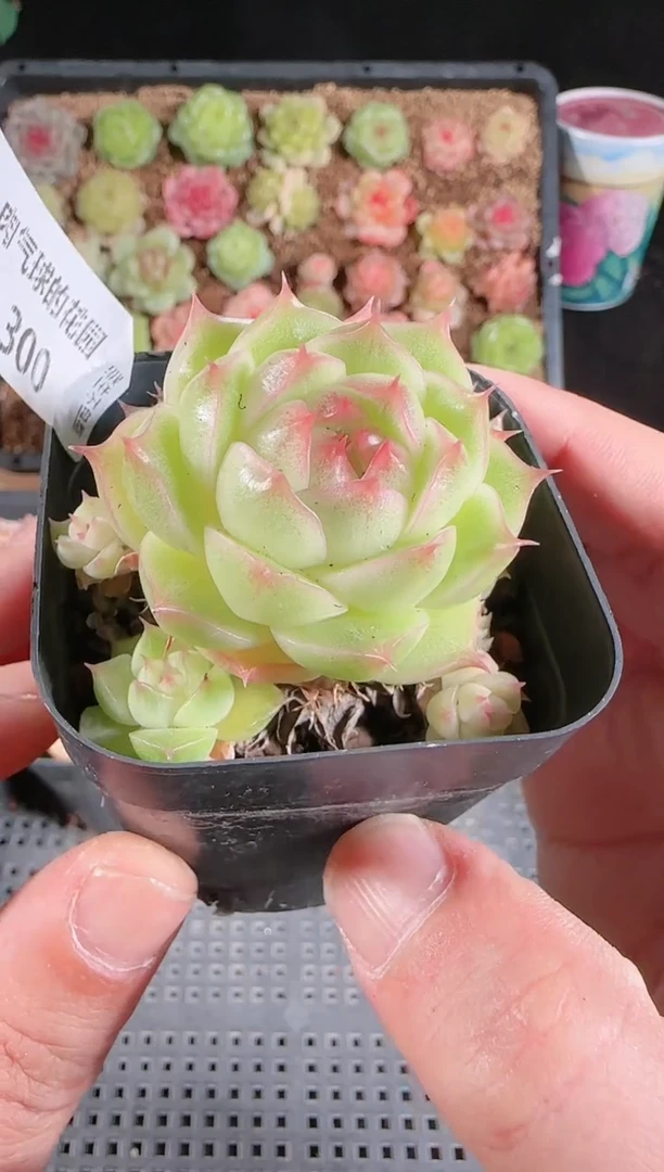 多肉1129-300群生不包整